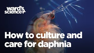 Caring and Culturing for Daphnia [upl. by Rebeca]