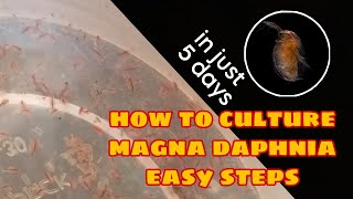 How to Culture Magna Daphnia Easily [upl. by Claiborn]