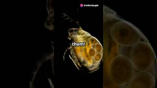 How to culture Daphnia for your Aquarium [upl. by Alicsirp]