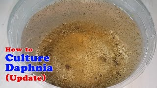 How to Culture Daphnia Update with ZERO Cost  Unlimited Live Food for Our Fish [upl. by Harikahs]