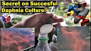 How to Culture Daphnia Successfully [upl. by Jason754]