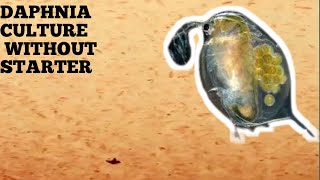 HOW TO CULTURE DAPHNIA NATURALLY WITHOUT A STARTER [upl. by Anitsrik882]