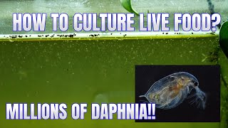 How to Culture Daphnia Secret Method to Breed MILLIONS  Simply Aquatic [upl. by Arbba]