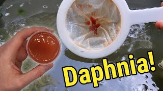 How I Culture Daphnia In Outdoor Tubs [upl. by Lunn42]