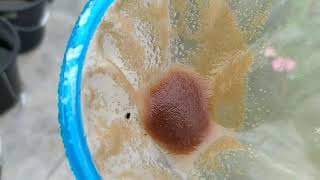 How to culture daphnia moina in a small container Part 1 English Subtitle [upl. by Everest623]