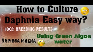 Daphnia MagnaHow to Culture Daphnia Easy wayCulturing Daphnia using Green water Daphnia [upl. by Eimaj]