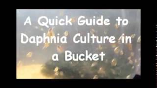 How to culture daphnia outside [upl. by Maribel]