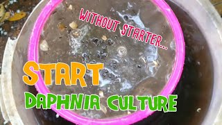 How to culture daphnia moina the easy way 1  Starting the Daphnia culture [upl. by Ycal420]