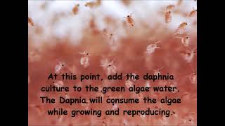 Daphnia  How to grow daphnia in your home [upl. by Pippy]