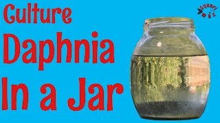 How to Culture Daphnia in a Jar [upl. by Wilie]