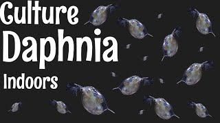 How to Culture Daphnia [upl. by Dunaville416]