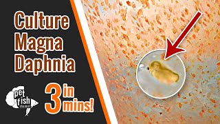 How to culture DAPHNIA MAGNA  The easy way [upl. by Anedal264]