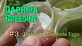 Daphnia Culture made simple and easy 3  Hatching Daphnia eggs [upl. by Enrica]