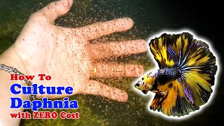 How to Culture Daphnia with ZERO Cost  Unlimited Live Food For Our Fish [upl. by Bail]