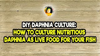 DIY Daphnia Culture How to Culture Nutritious Daphnia as Live Food for Your Fish [upl. by Vic]