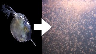 How I Culture Daphnia [upl. by Nylacaj219]