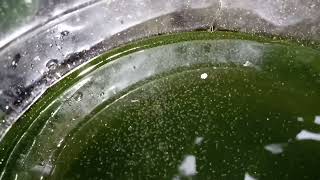 DAPHNIA MOINA CULTURE IN A SMALL BUCKET [upl. by Eizzik819]