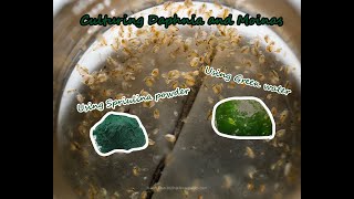 How To Culture Daphnia and Moinas using Green Water Spirulina powder [upl. by Asiole369]