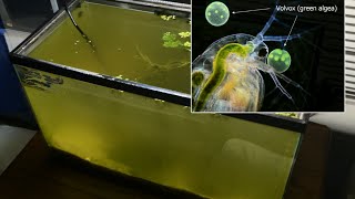 Raising Daphnia for the Freshwater Aquarium [upl. by Eckhardt]