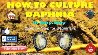 HOW TO CULTURE DAPHNIA In Easy Way [upl. by Vipul]